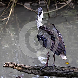 The Straw-necked Ibis, Threskiornis spinicollis is a bird of the ibis family