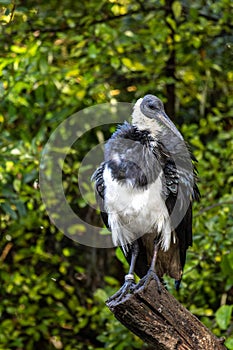 The Straw-necked Ibis, Threskiornis spinicollis is a bird of the ibis family