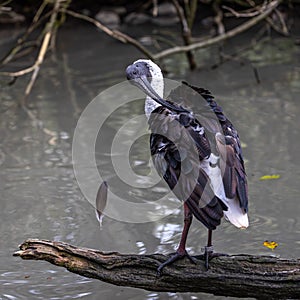 The Straw-necked Ibis, Threskiornis spinicollis is a bird of the ibis family