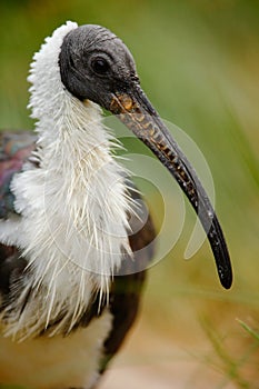 Straw-necked ibis, Threskiornis spinicollis, detail portrait of bird from Anustralia. Long bill, dark head, white body. Bird in th