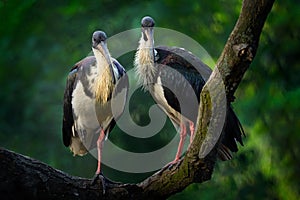 Straw-necked ibis, Threskiornis spinicollis, detail portrait of bird from Australia. Bird in the nature habitat. Wildlife scene