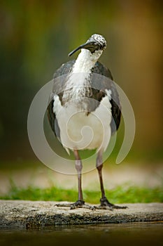 Straw-necked ibis, Threskiornis spinicollis, detail portrait of bird from Australia. Bird in the nature habitat. Wildlife scene fr