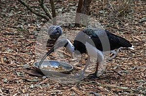 A Straw-necked Ibis (Threskiornis spinicollis) in Sydney