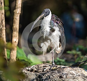 Straw-necked Ibis, Threskiornis spinicollis in the zoo