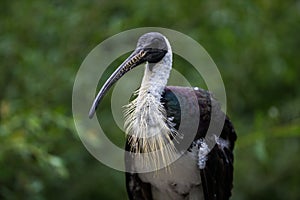 Straw-necked Ibis, Threskiornis spinicollis in the zoo