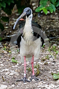 Straw-necked Ibis, Threskiornis spinicollis in the zoo