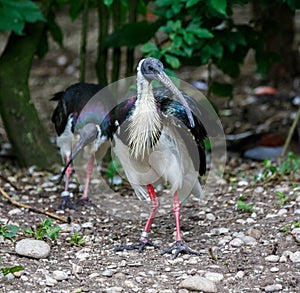 Straw-necked Ibis, Threskiornis spinicollis in the zoo