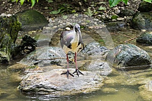 Straw-necked Ibis, Threskiornis spinicollis in the zoo