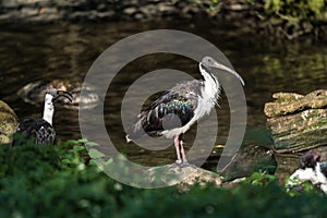 Straw-necked Ibis, Threskiornis spinicollis in the zoo