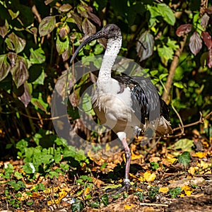 Straw-necked Ibis, Threskiornis spinicollis in the zoo