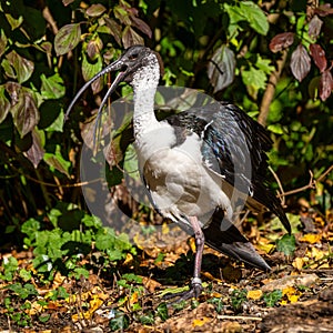 Straw-necked Ibis, Threskiornis spinicollis in the zoo