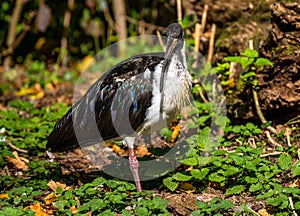 Straw-necked Ibis, Threskiornis spinicollis in the zoo