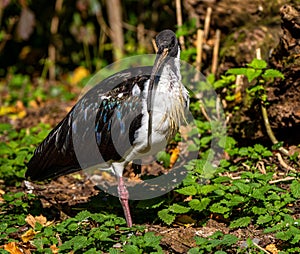 Straw-necked Ibis, Threskiornis spinicollis in the zoo