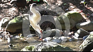 Straw-necked Ibis, Threskiornis spinicollis in the zoo