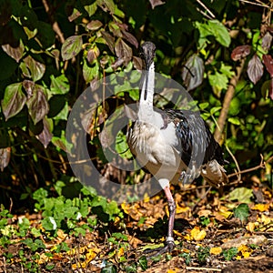 Straw-necked Ibis, Threskiornis spinicollis in the zoo