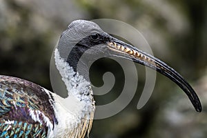 Straw-necked Ibis, Threskiornis spinicollis in the zoo