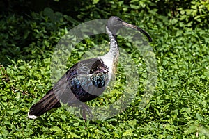 Straw-necked Ibis, Threskiornis spinicollis in the zoo