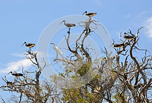 Straw-necked Ibises with a White Heron: Western Australia photo