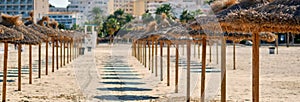 Straw parasols in a row on the sandy beach in Palma Nova district of Majorca tourist resort, Balearic Islands, Spain