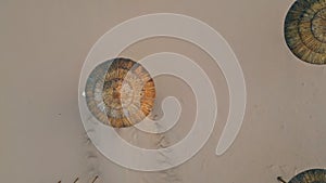 Straw parasols sandy beach top view. Drone beige empty desert surface at ocean