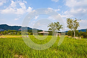 Straw parasols set in green fields and blue skies