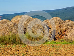 Straw pile after harvest during summer