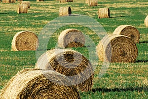 Straw piles