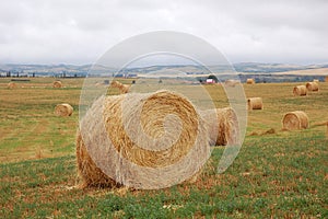 Straw piles in autumn field