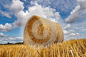 Straw pressed into round sheaves. Straw after mowing in bales in the field