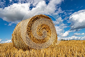 Straw pressed into round sheaves. Straw after mowing in bales in the field