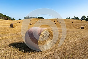 Straw pressed into round sheaves. Straw after mowing in bales in the field