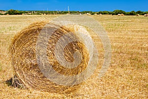 Straw roll bale on the farmland