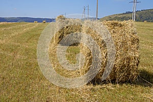 Straw roll bales in harvested field at the daytime