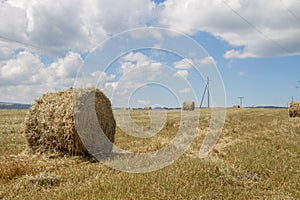 Straw roll bales in harvested field at the daytime