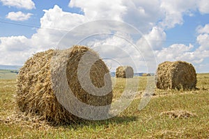 Straw roll bales in harvested field at the daytime