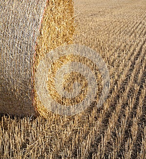 Straw roll on the field