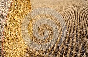 Straw roll on the field