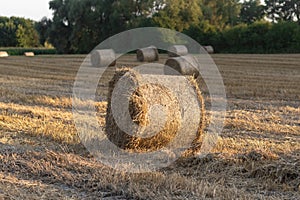 straw roll on a field, freshly straw bales in the background, rural landscape after the harvest