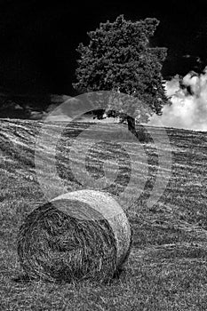 Straw roll on the field. Round straw bales and tree at background