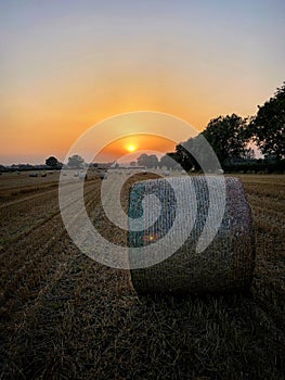 Straw roll in a harvested field