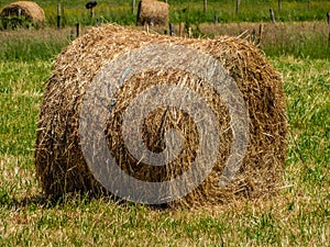 Straw rolls on the berde grass