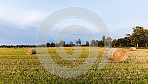 Straw Rolls on a field