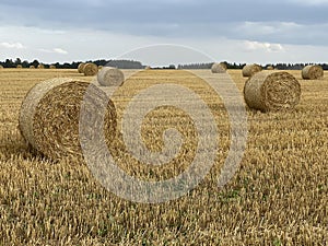 straw rolls field