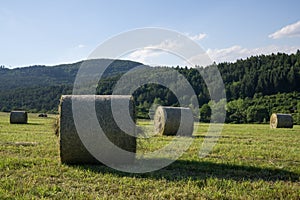 Straw rolls on meadow near forest during autumn.