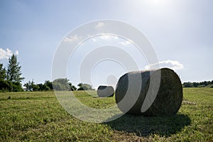 Straw rolls on meadow near forest during autumn.