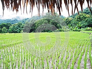 Straw roof covering the hut in rice field