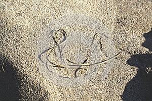 Straw shaped as musical g clave on sandy beach grains photo