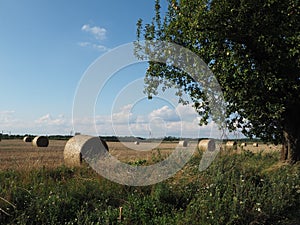 Straw in sheaves of summer in the field, mown grain