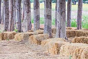 Straw sheaves under the tree