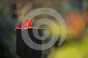 A straw shows which way the wind blows